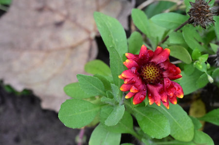 very beautiful colored autumn garden rose  flower close upの写真素材