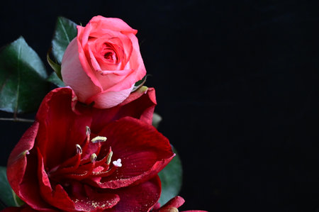 very pretty colorful rose flower close upの写真素材