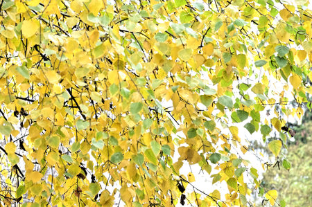 very pretty colorful autumn nature many colored leaves close up