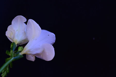 white freesia flower isolated on black background with copy space.の写真素材