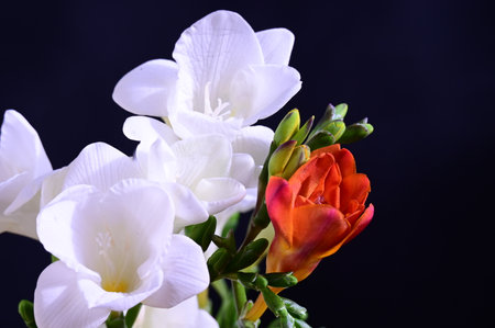 beautiful freesia flower close upの写真素材