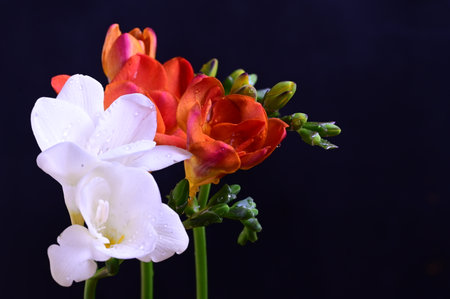 Beautiful freesia flowers on a dark background close-upの写真素材
