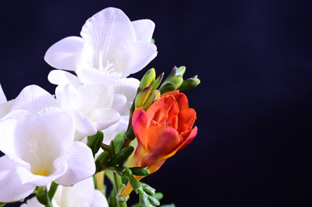 Beautiful freesia flowers on a dark background close-upの写真素材
