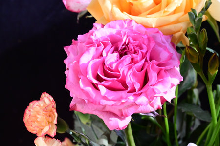 pink and orange roses in a bouquet on a black backgroundの写真素材