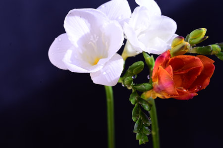Beautiful freesia flowers on a dark background close-upの写真素材