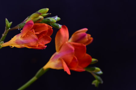 Beautiful freesia flowers on black background, close-upの写真素材