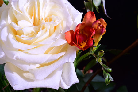 White rose with red and orange freesia in the garden.の写真素材