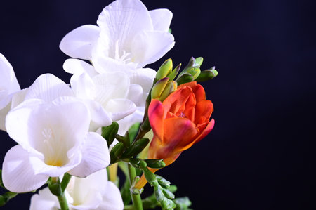 very nice colorful freesia flowerの写真素材