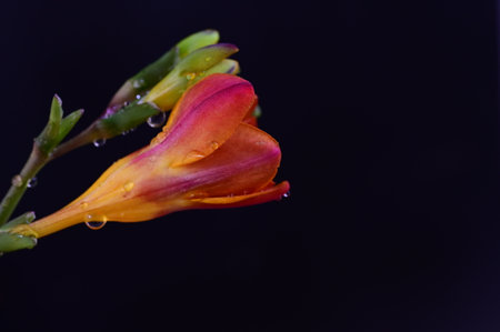 Close up of freesia flower with water drops on black backgroundの写真素材