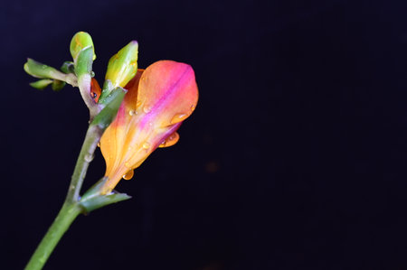 Close up of freesia flower with water drops on black backgroundの写真素材