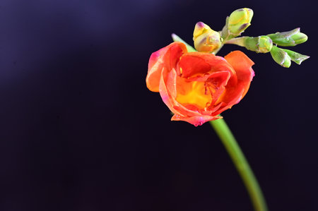 Beautiful freesia flower on black background, close-upの写真素材