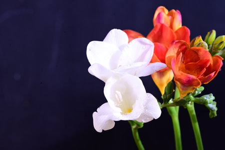 Beautiful freesia flowers on a dark background close-upの写真素材