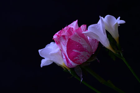 white and pink rose on a black background close-up macro photographyの写真素材