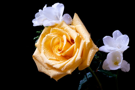 Beautiful yellow rose isolated on black background. Close-up.の写真素材