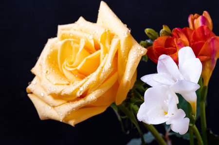 Bouquet of yellow and red roses with water drops on black backgroundの写真素材