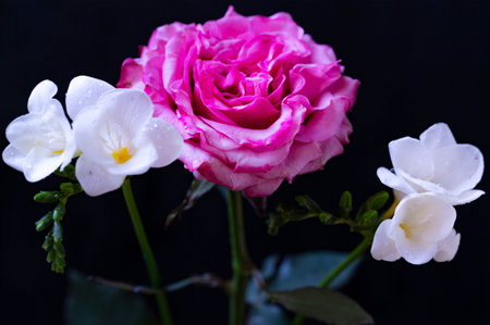 Beautiful pink and white rose on a black background, close upの写真素材