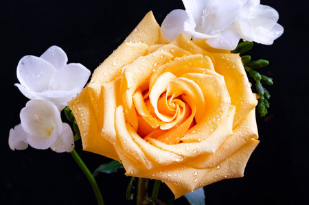 beautiful yellow rose with water drops on black background, closeupの写真素材
