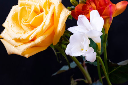 Bouquet of yellow and red roses on a black background.の写真素材