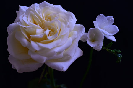 White rose on a black background. Close-up. Selective focus.の写真素材