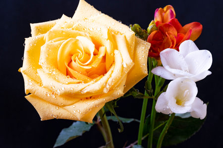 Bouquet of beautiful yellow roses with water drops isolated on black backgroundの写真素材