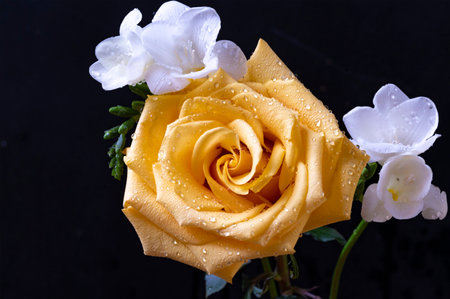 Beautiful yellow rose with white freesia flowers on black backgroundの写真素材