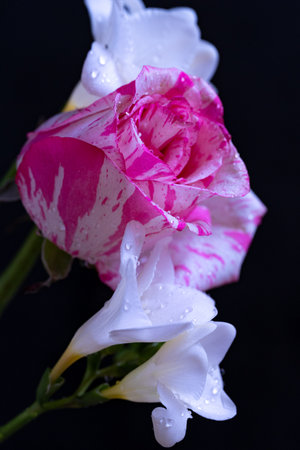 Beautiful pink and white rose with water drops on black background.の写真素材