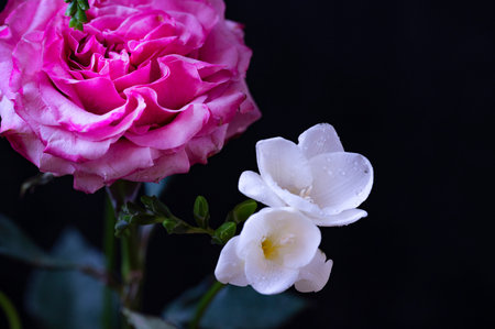 pink and white rose on a black background, close-upの写真素材