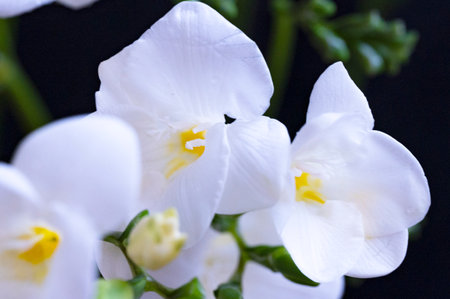 Beautiful white freesia flowers on black background, close upの写真素材