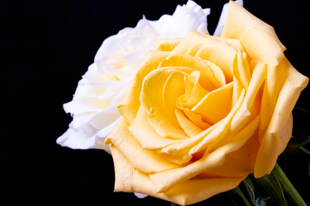 Beautiful yellow rose on black background. Studio shot. Shallow DOF.の写真素材
