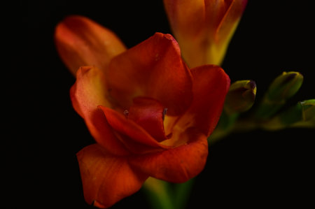 Red freesia flower isolated on black background. Close up.の写真素材