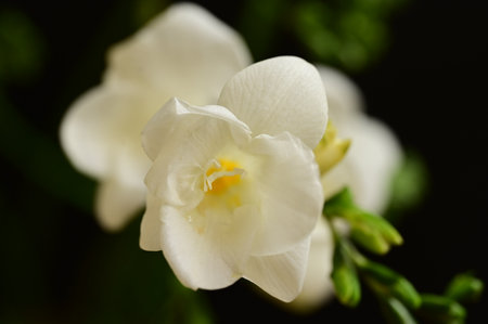 Beautiful white freesia flowers on dark background, closeupの写真素材