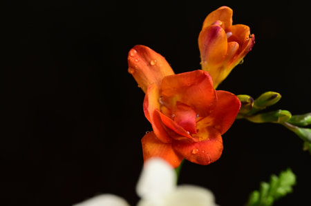 Beautiful orange freesia flower on black background, close upの写真素材