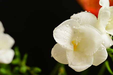 Beautiful freesia flower with water drops on black background, closeupの写真素材