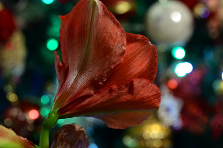 Close up of red amaryllis flower on Christmas tree backgroundの写真素材