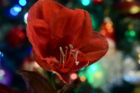 Red Amaryllis flower on the background of the Christmas treeの写真素材