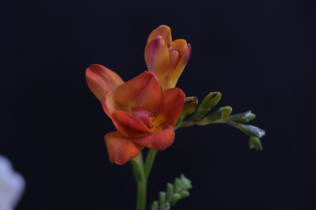 Orange freesia flower isolated on black background. Close up.の写真素材