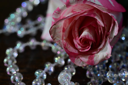 Pink rose and pearl necklace on a dark background, close-upの写真素材