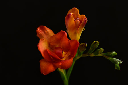 Beautiful freesia flower isolated on black background, close upの写真素材