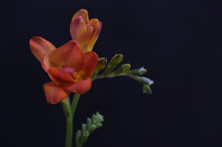 beautiful freesia flower on black background, closeup of photoの写真素材