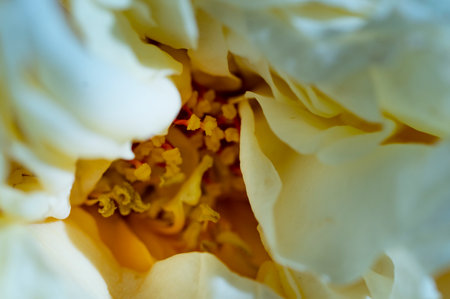 very nice colorful flower close upの写真素材