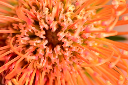 very nice colorful flower close upの写真素材