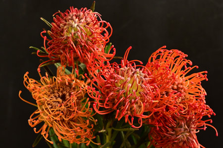 very nice colorful flower close up