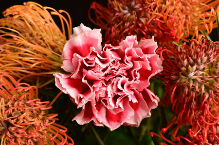 very nice colorful carnation flower close up