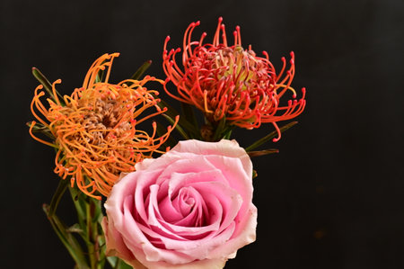 very nice colorful protea and rose flower close upの写真素材