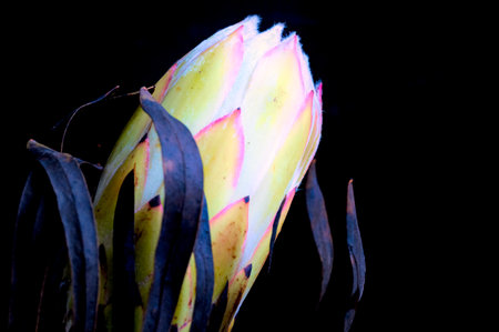 very nice colorful protea flower close upの写真素材