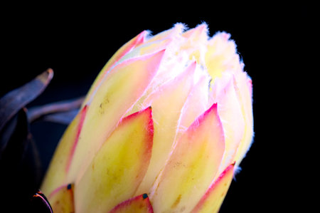 very nice protea flower close upの写真素材