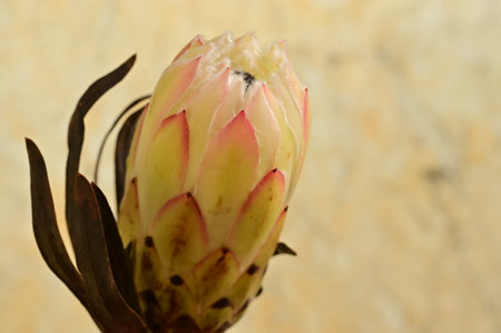 very nice protea flower close up