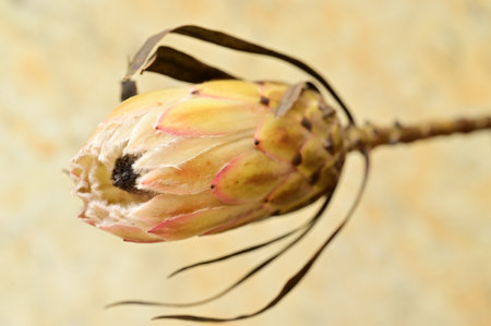 protea colorful exotic flower close upの写真素材