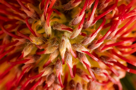 exotic colored flower close up