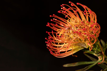 exotic colored flower close upの写真素材